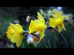 SPRING EQUINOX  DAFFODILS