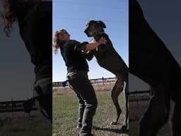 World's tallest dog #shorts