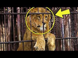 Circus Lion Kept In Tiny Cage For 13 Years – What Happens When He Touches Grass Is Unbelievable!