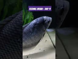 Brian the Fish Tries Pineapple for the First Time!