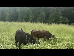 Pasture Finished Steers Love This Balansa Clover!