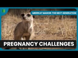 Pregnancy Brings New Challenges | Meerkat Manor: The Next Generation