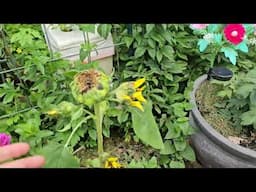 Garden tour June - zone 8a - NC