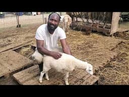 Husbandry 101: Parasites Found! See How We Examine and Treat For Parasites on The Homestead