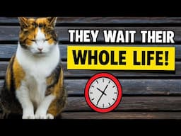 Your Cats Wait Their WHOLE LIFE for You to DO THIS! - The One Thing Every Cat Parent Must Know