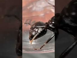 I Caught Queen Ants!!🤯🤯