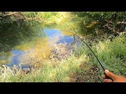 New Target Fish in Shallow Water (Unsuspected Success)