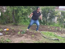 Start Planting Vegetables In Our Garden, Me & Allyssa/Garden Lovers/Nature/ Vicinity