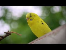 Immerse Yourself in 1 Hour of Birdsong of Parakeet sounds