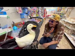 Ducky Dollar Store Adventure