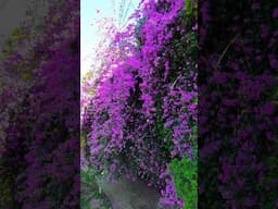 Bougainvillea Munnar 🌿🌿