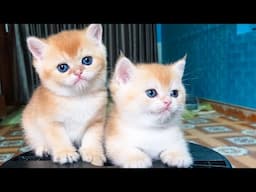 Colorful kittens run around their mother, meowing - Cute cat video