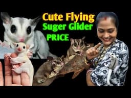 Hand temp Cute Sugar glider Price in india☺️Suger glider Price☺️Hand temp Sugar guilder
