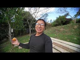 Trabajando para el proyecto de la Papaya (casi salgo  herido)