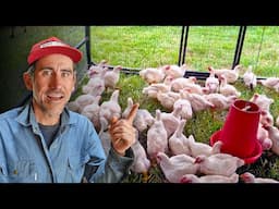 From Homestead to Small Farm Raising 150 Chickens For Dinner