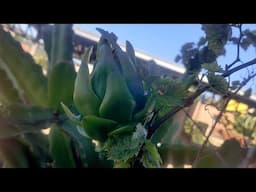 Como saber se a polinização da pitaya deu certo FÁCIL e RÁPIDO