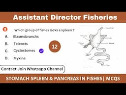 Assistant Director Fisheries Paper|| Stomach Pancreas and Spleen MCQS Discussion| PPSC Past papers