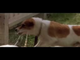 David Lynch's Dog 'Sparky'