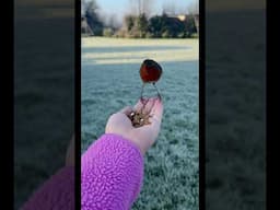 Charming Encounter with a Friendly Robin