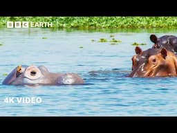 Spy Hippo Explores Underwater Skin Clinic | 4K UHD | Spy In The Wild | BBC Earth