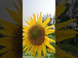 Difference in Sunflowers | সব সূর্যমুখী ফুলেই কি বীজ হয় | সূর্যমুখী ফুলের ফারাক @rajgardens