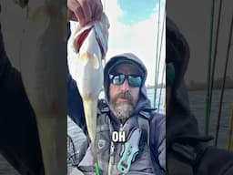 They Are Chompin This Lure 🔥