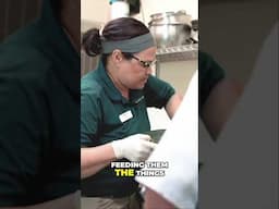 Penguin Feeding Frenzy: Behind the Scenes with Adorable Birds!