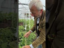 Pruning and Supporting Cordon Tomatoes with String | Polytunnel Growing Tips