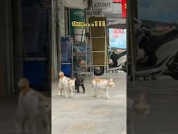 Cats of Vietnam: Let's go!