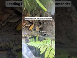 Feeding Puddle! #salamander #amphibians #pets