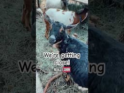 Alaska: Spring babies are coming soon!👏🏻👏🏻 #HomeFreeAlaska #Alaska #Shorts #Goats #Sheep
