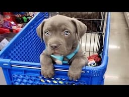 Funniest & Cutest Pitbull Puppies That’ll Melt You Instantly - Funny Puppy Video