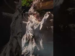Bonsai but Different #display #art #artistic #bonsai