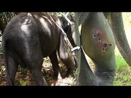 Poor Elephant begging for life with Two penetrating gunshot wounds, gets treated with healing hands