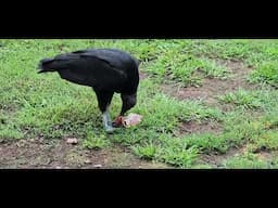 Black Vultures