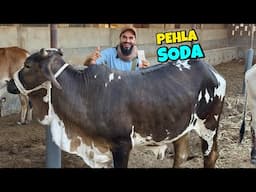 Alhamdulillah 2025 ka pehla janwar khareed lia 😍🐂