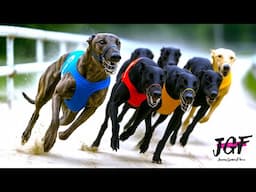 Greyhound Racing  - Lightning on the Track!