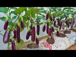 Eggplants Reduce Blood Sugar Levels Immediately, Grow Eggplants for Your Family Now!