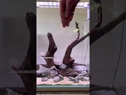 Easy Nano Hardscape Step by Step. Full build video out now🙌 #natureaquarium #aquascape #aquascaping