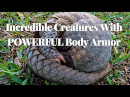 Incredible Creatures With POWERFUL Body Armor Defend Themselves