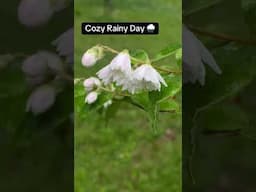 Cozy Rainy Day #shorts #nature #rain #rainyday #rainsounds #raining #cozy #rainy #rainyweather #fyp