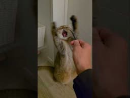 Cat vs Zip Tie