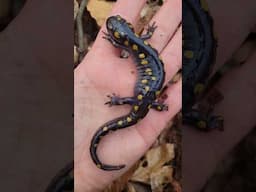 Big Salamander & Frog Chorus #nature #amazing #animals