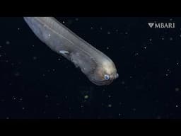 Celebrate World Ocean Month with 6 minutes of remarkable deep-sea fishes
