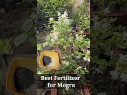 Best fertilizer for Mogra | Fertilizer | Home Garden