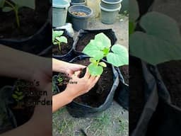 Transplanting | Growing Cucumber #viralshort #gardening #garden #viralvideo #farming #organucgarden