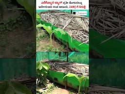 Why Every Farmer Needs an Earthworm Compost Bag in 2025! #shorts #vermicompost