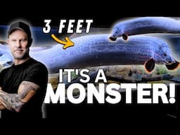 You Won't Believe This ENORMOUS Fish From Riffwaters Is Real