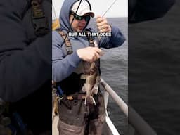 Crabs vs Clams for Tautog #bait #shorts