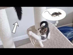 I Thought Kittens Were CUTE, But This Tail Surprise Was NEXT LEVEL!